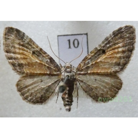 Eupithecia icterata (de Villers, 1789) Czech10